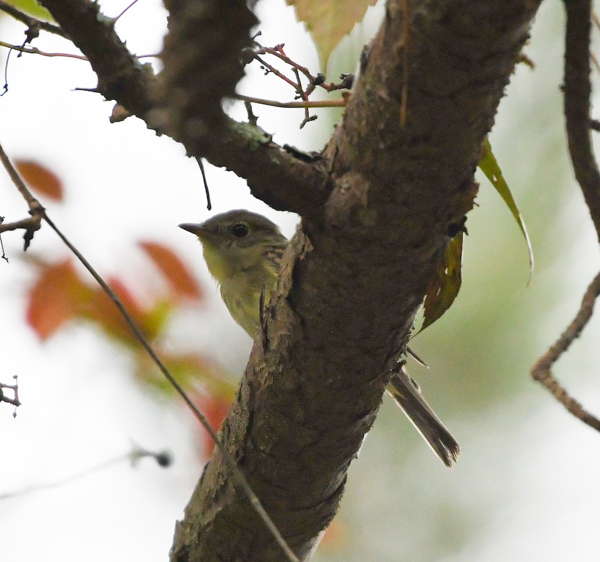 Least Flycatcher - ML483231621