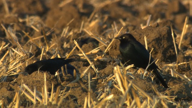 Brewer's Blackbird - ML483232