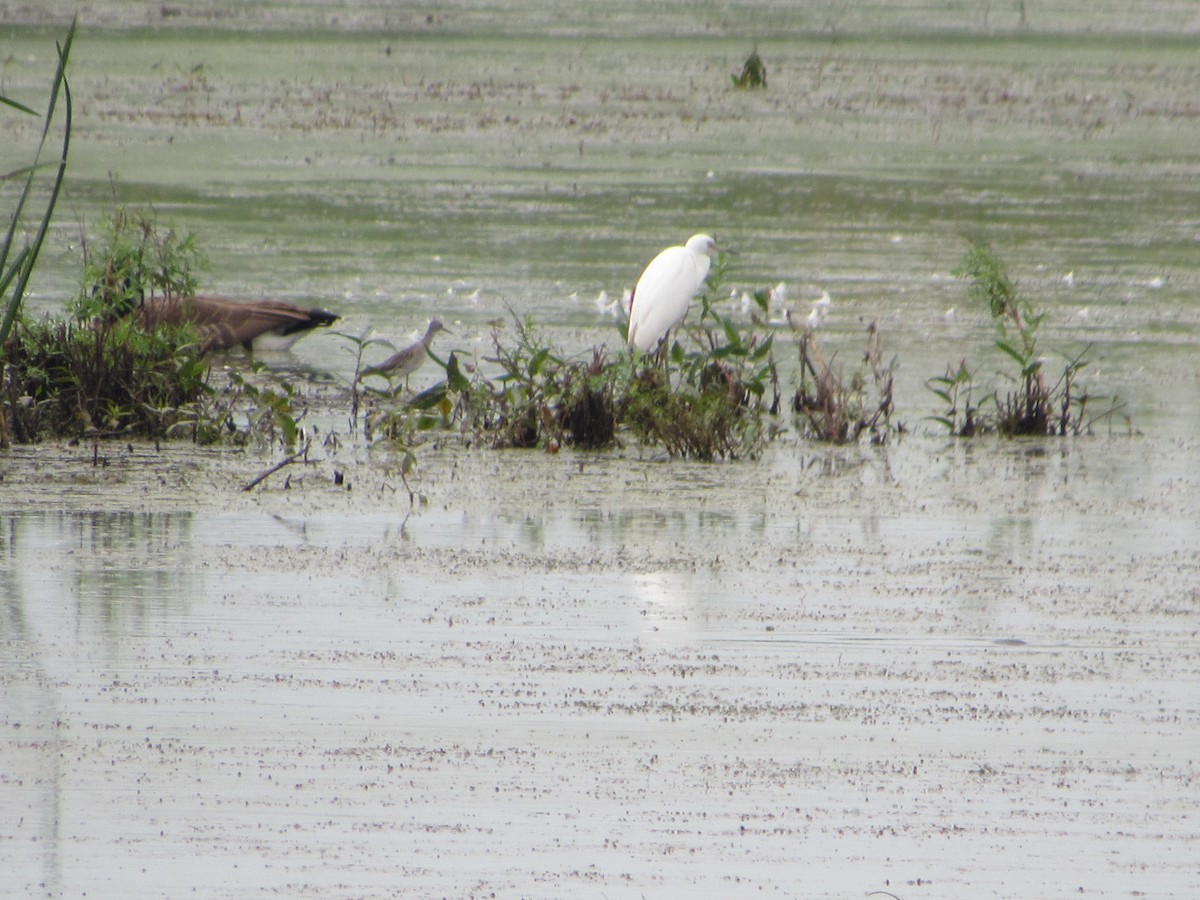 Little Blue Heron - ML483232051