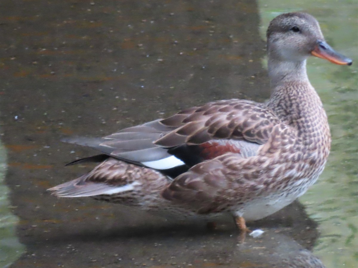 Бор нугас - ML483232251