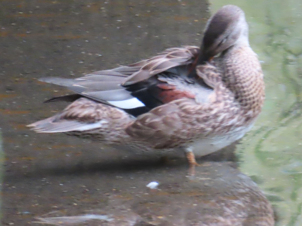 Бор нугас - ML483232271