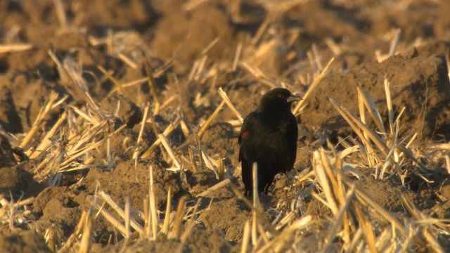 Red-winged Blackbird (California Bicolored) - ML483233