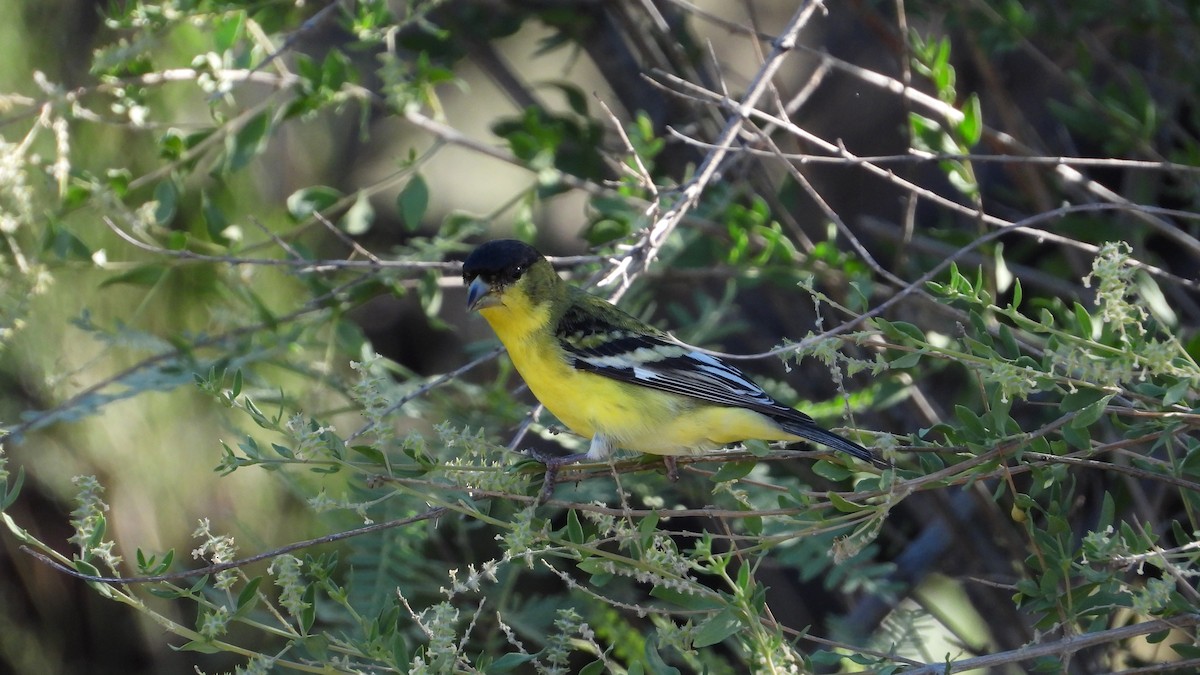 Lesser Goldfinch - ML483233161