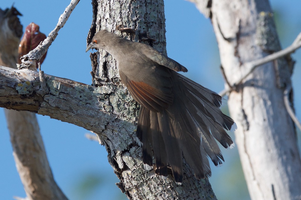 Great Lizard-Cuckoo - ML48323351