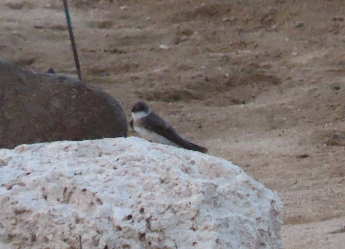 Bank Swallow - Ute Langner