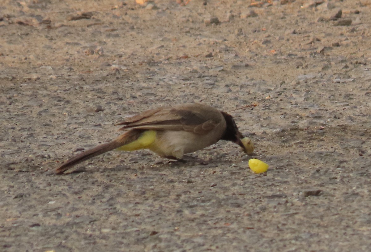 White-spectacled Bulbul - ML483234341