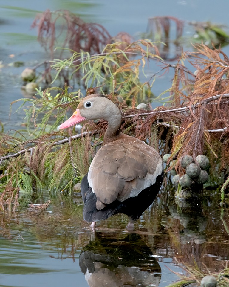 Black-bellied Whistling-Duck - Kathy Hicks