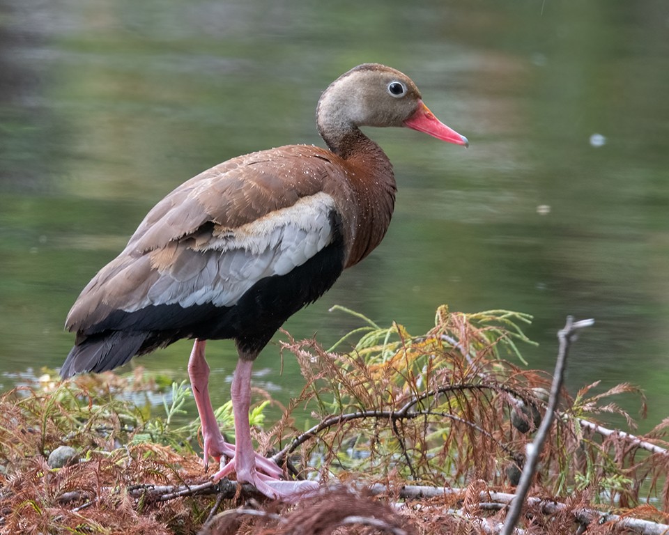 Black-bellied Whistling-Duck - Kathy Hicks