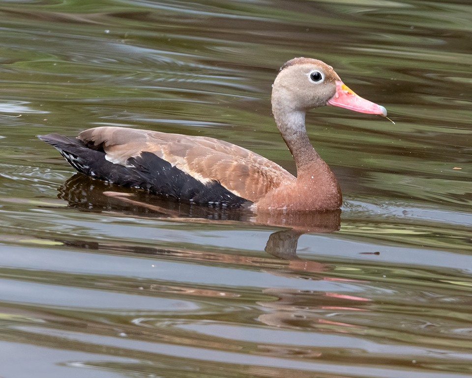 Dendrocygne à ventre noir - ML483235001