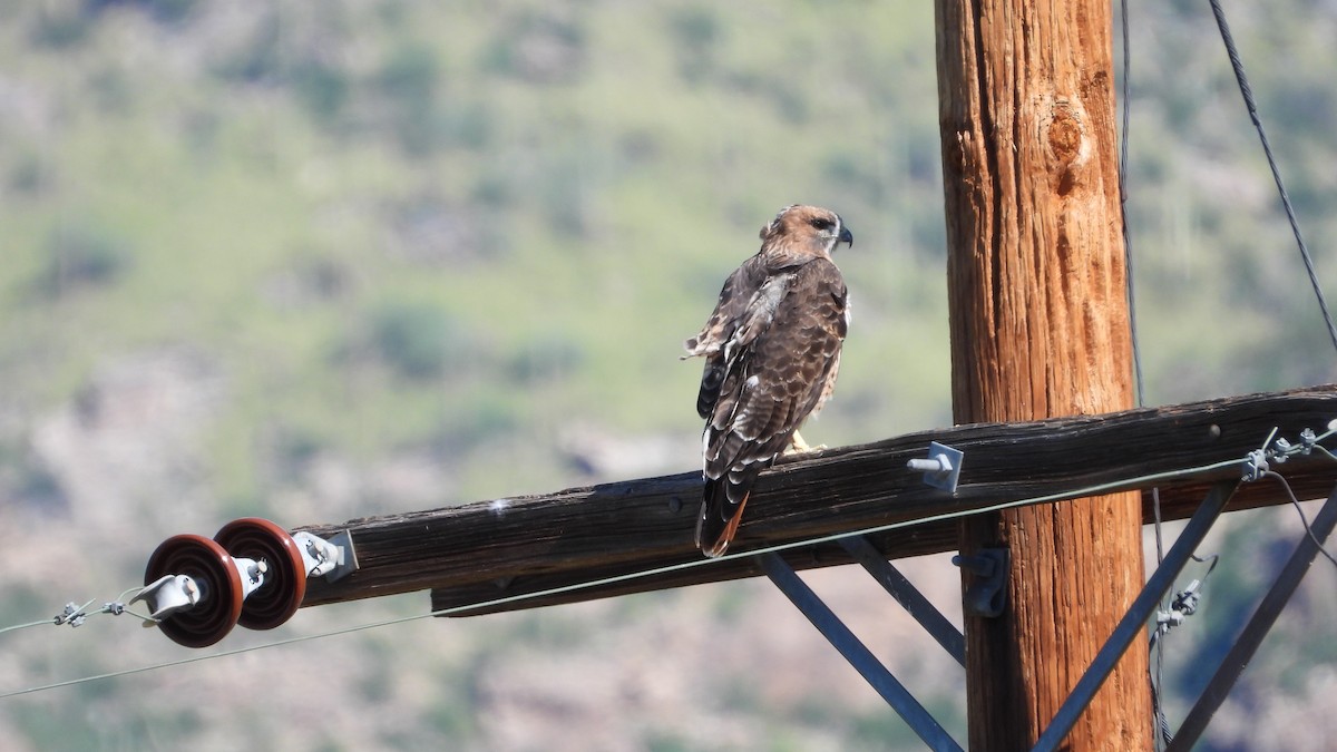 Red-tailed Hawk - ML483235211