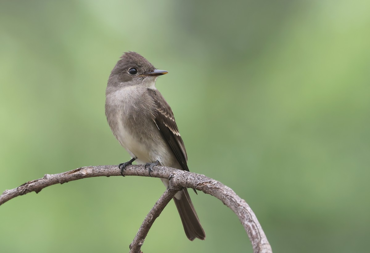 Western Wood-Pewee - Matthew Grube