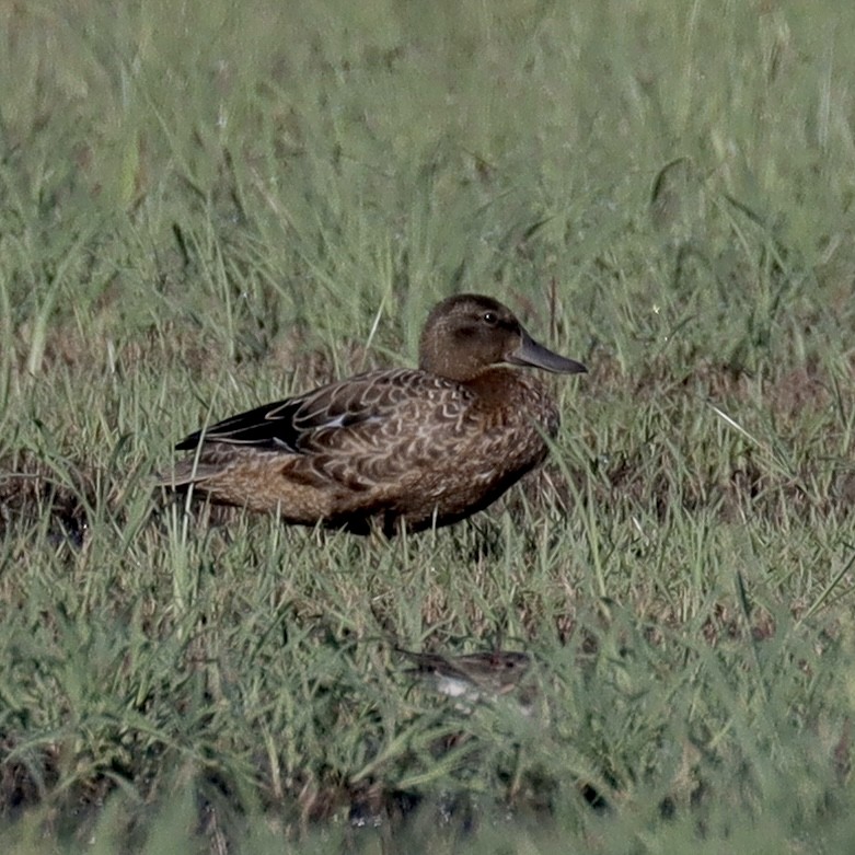 čírka skořicová - ML483236441