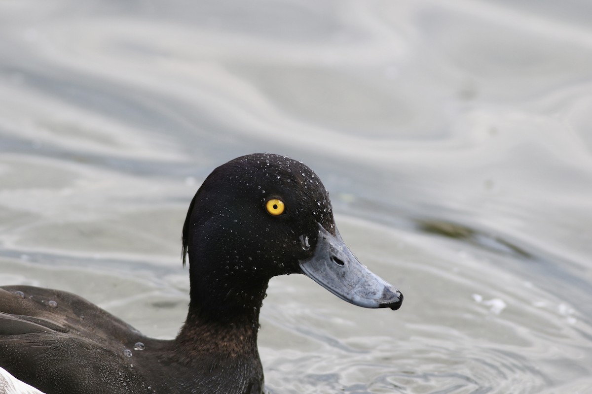 Tufted Duck - John King