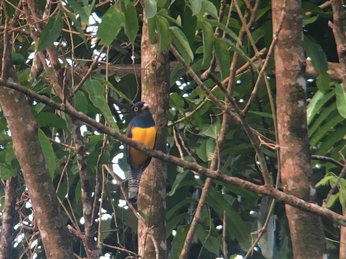 Trogon violacé - ML48323691