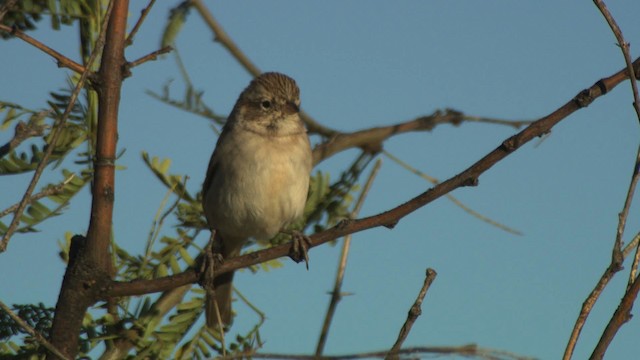 Brewer's Sparrow - ML483237