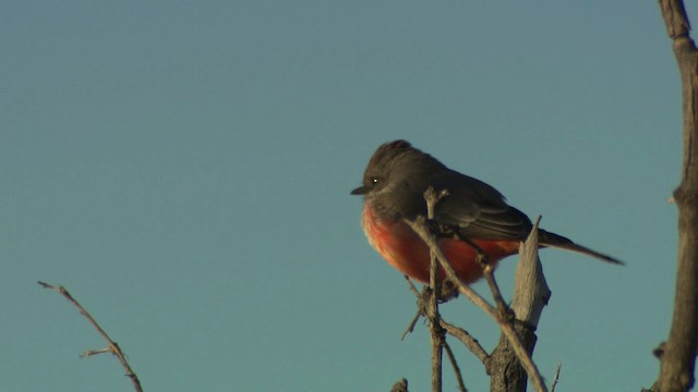 Vermilion Flycatcher (Northern) - ML483238