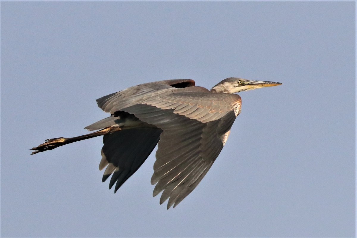 Great Blue Heron - Jim Edsall