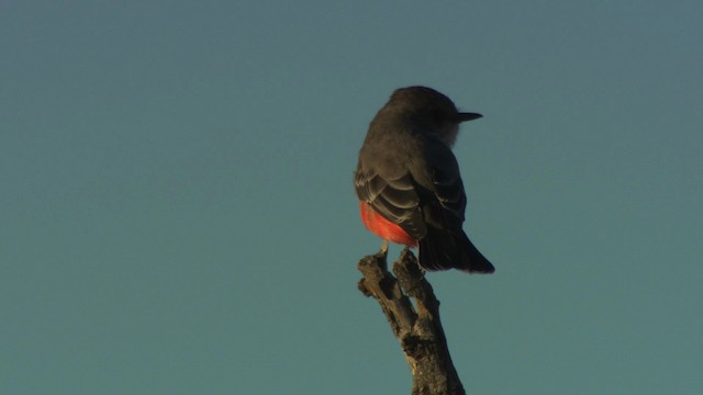 Vermilion Flycatcher (Northern) - ML483239