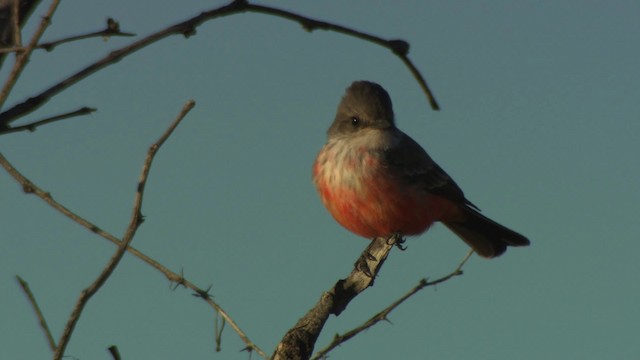 Vermilion Flycatcher (Northern) - ML483240