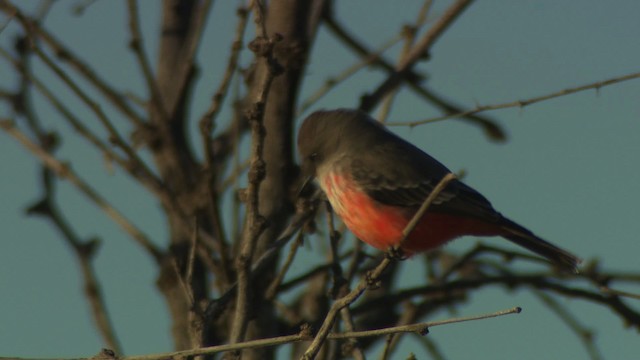 Vermilion Flycatcher (Northern) - ML483241