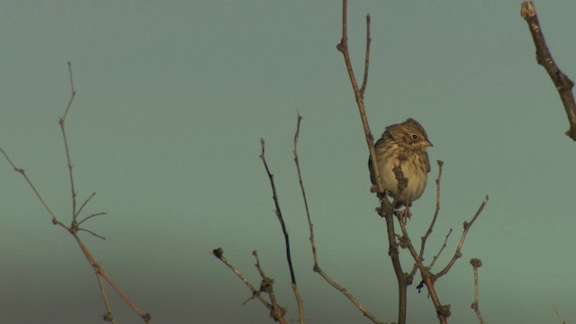 Vesper Sparrow - ML483242