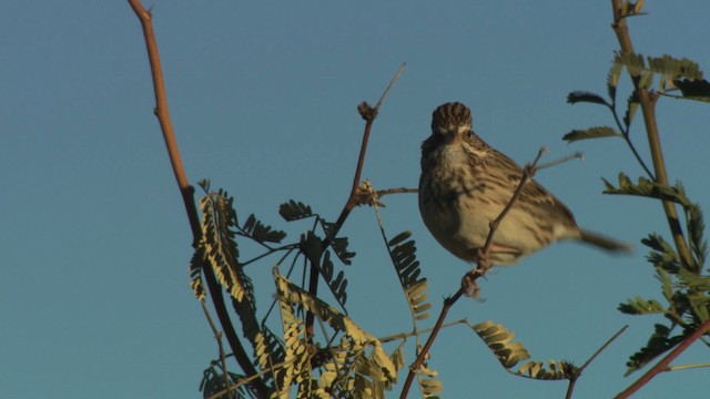 Vesper Sparrow - ML483243