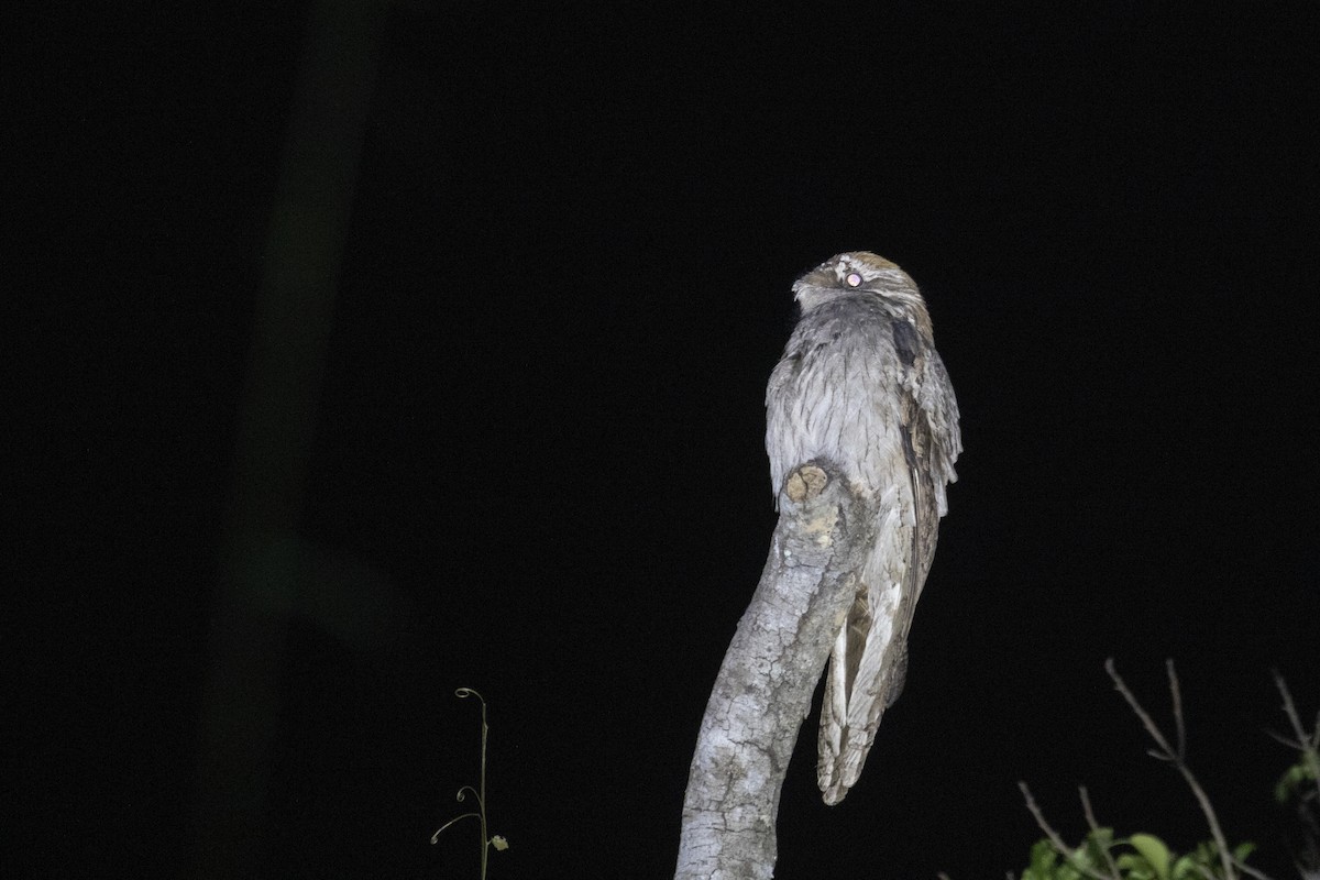 Long-tailed Potoo - ML483243571