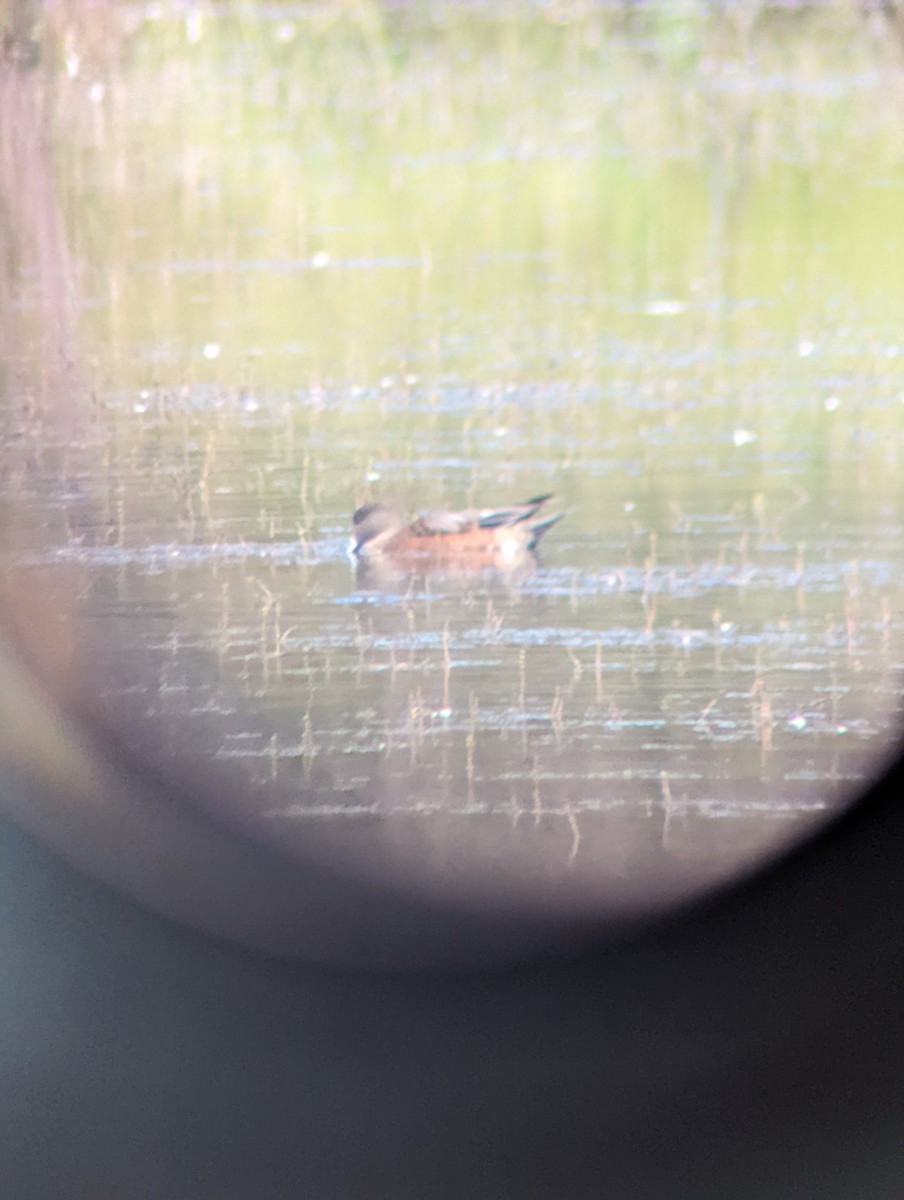 American Wigeon - ML483243711