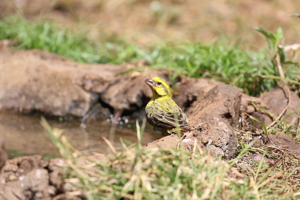 tanımsız Serinus sp. - ML483243731