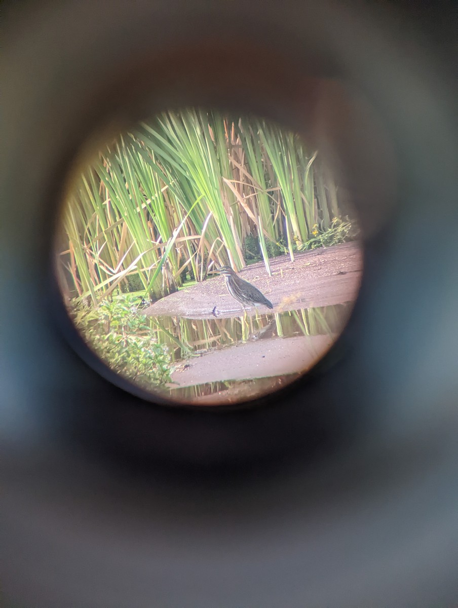 Green Heron - ML483243921