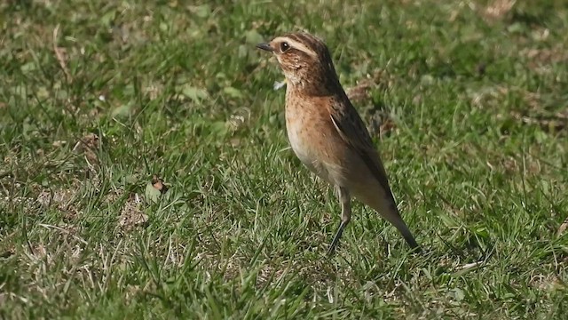 דוחל חום-גרון - ML483243961