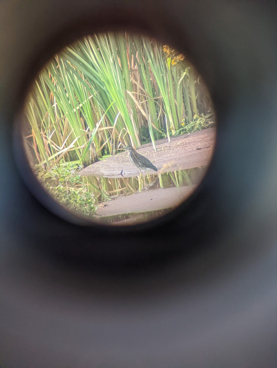 Green Heron - ML483243991