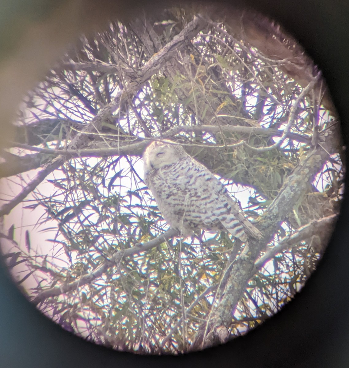 Snowy Owl - ML483244121