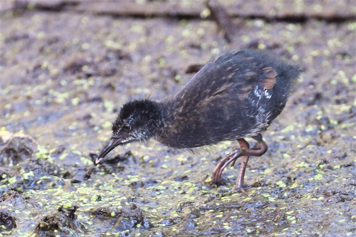 Virginia Rail - ML483244171