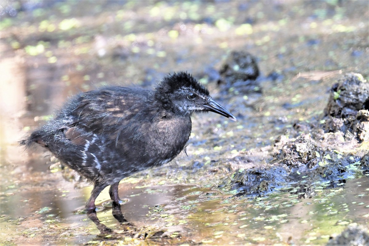 Virginia Rail - ML483244181