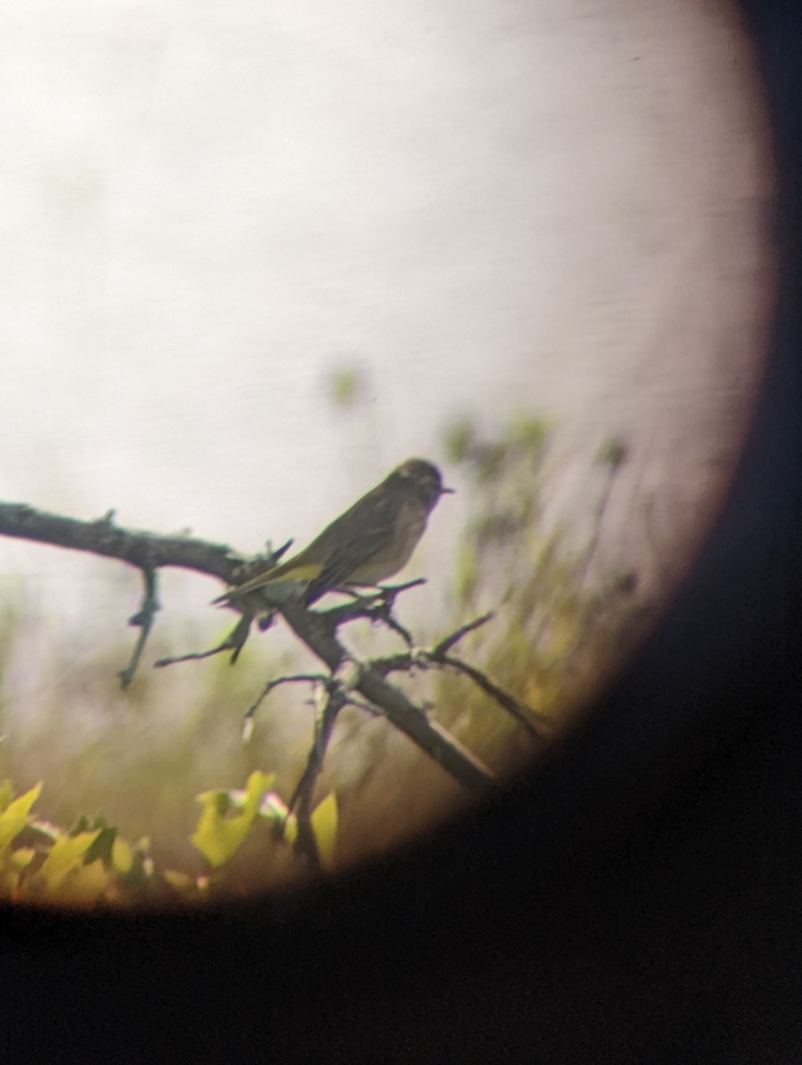 Palm Warbler - ML483244371