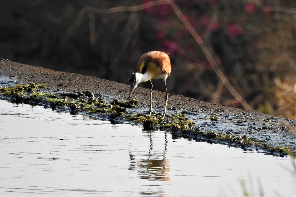 African Jacana - ML483245221