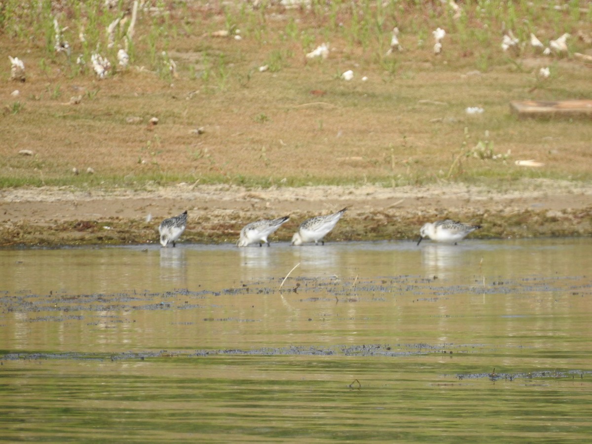 Bécasseau sanderling - ML483245251