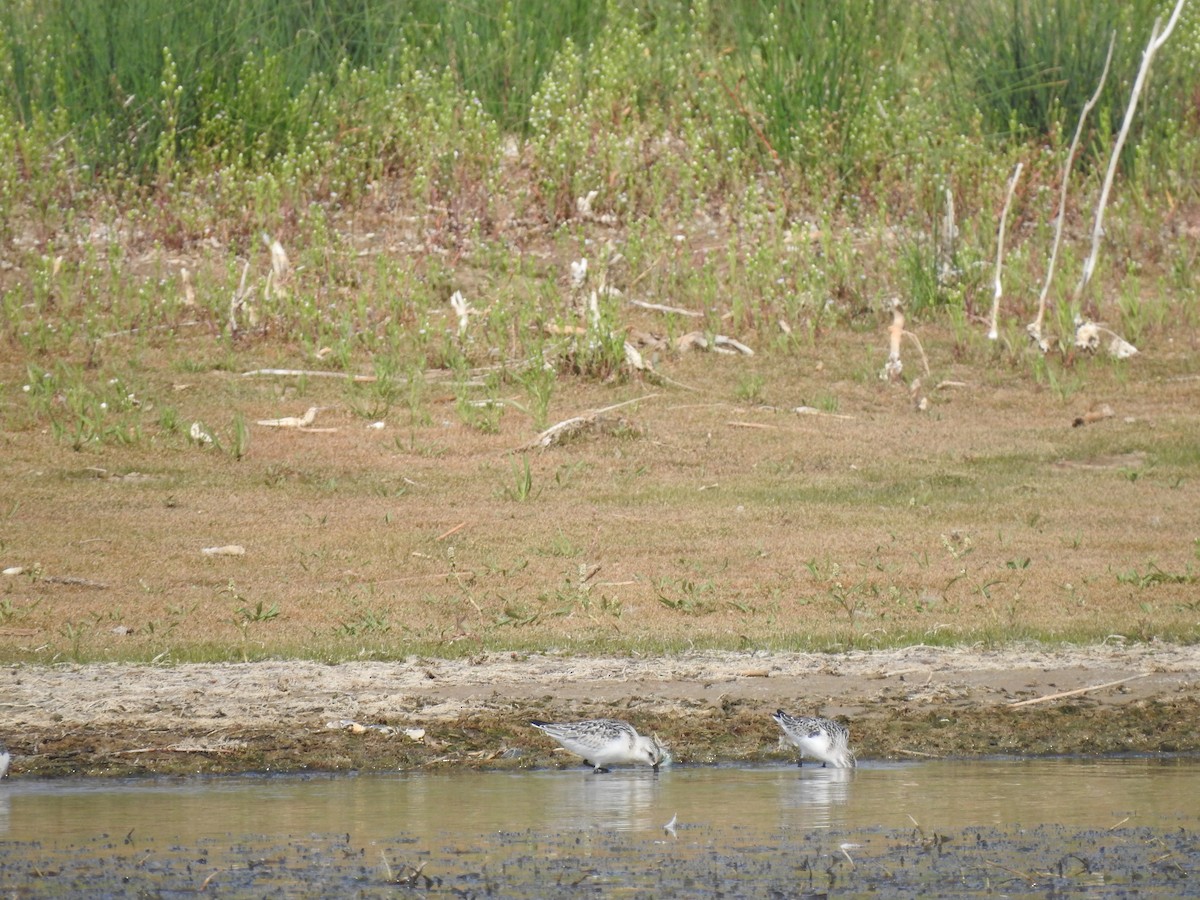 Bécasseau sanderling - ML483245261