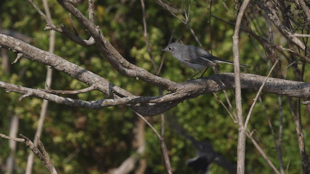 Blue-gray Gnatcatcher (Western) - ML483245351