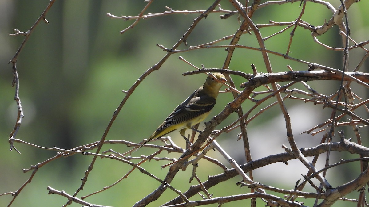 Western Tanager - ML483245721