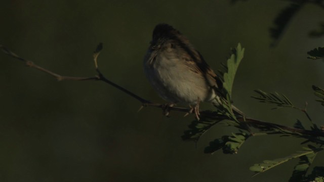 Brewer's Sparrow - ML483246
