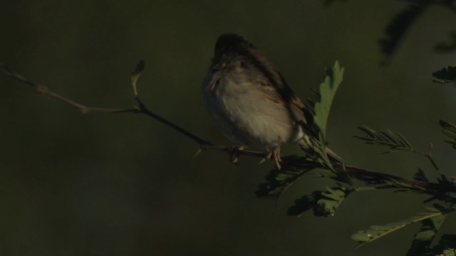 Brewer's Sparrow - ML483246