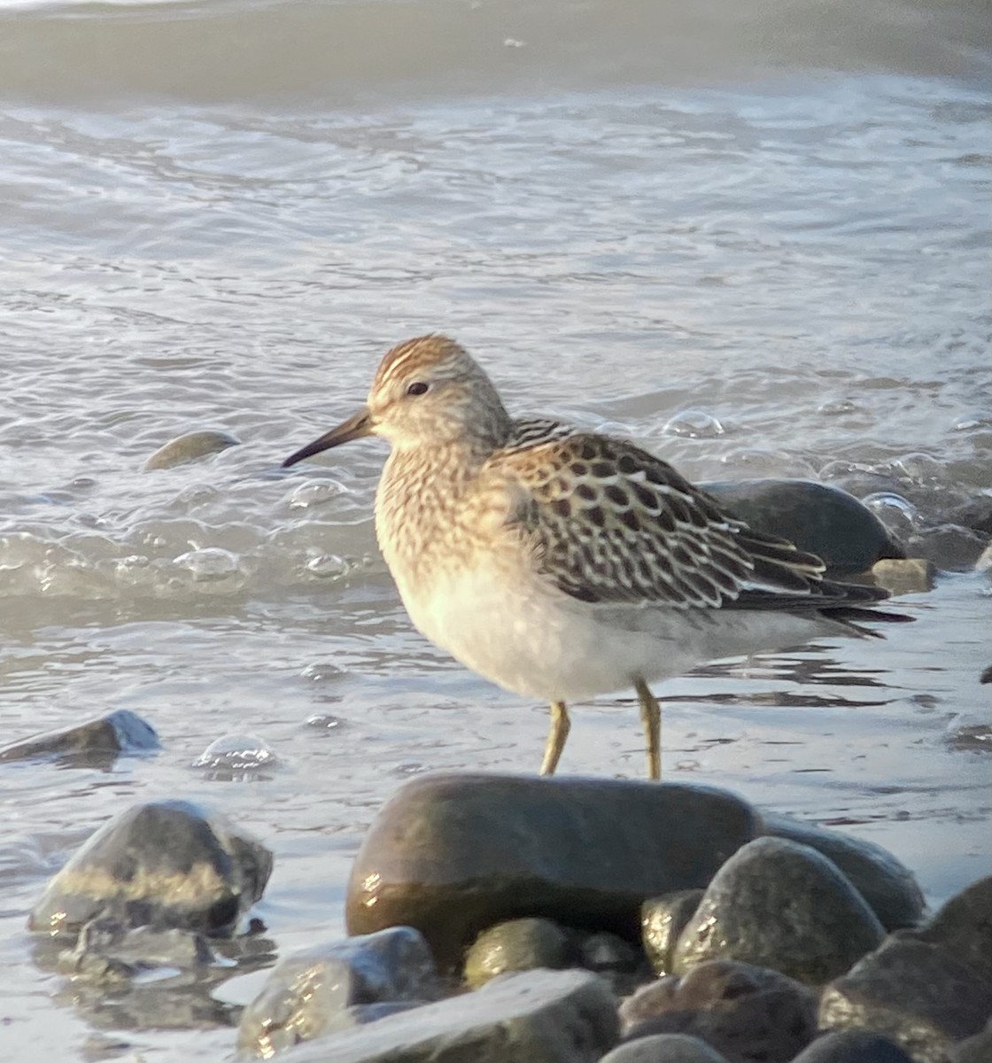 Pectoral Sandpiper - ML483246051