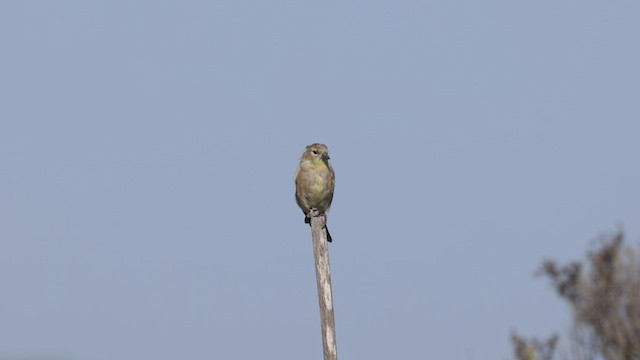 American Goldfinch - ML483246201