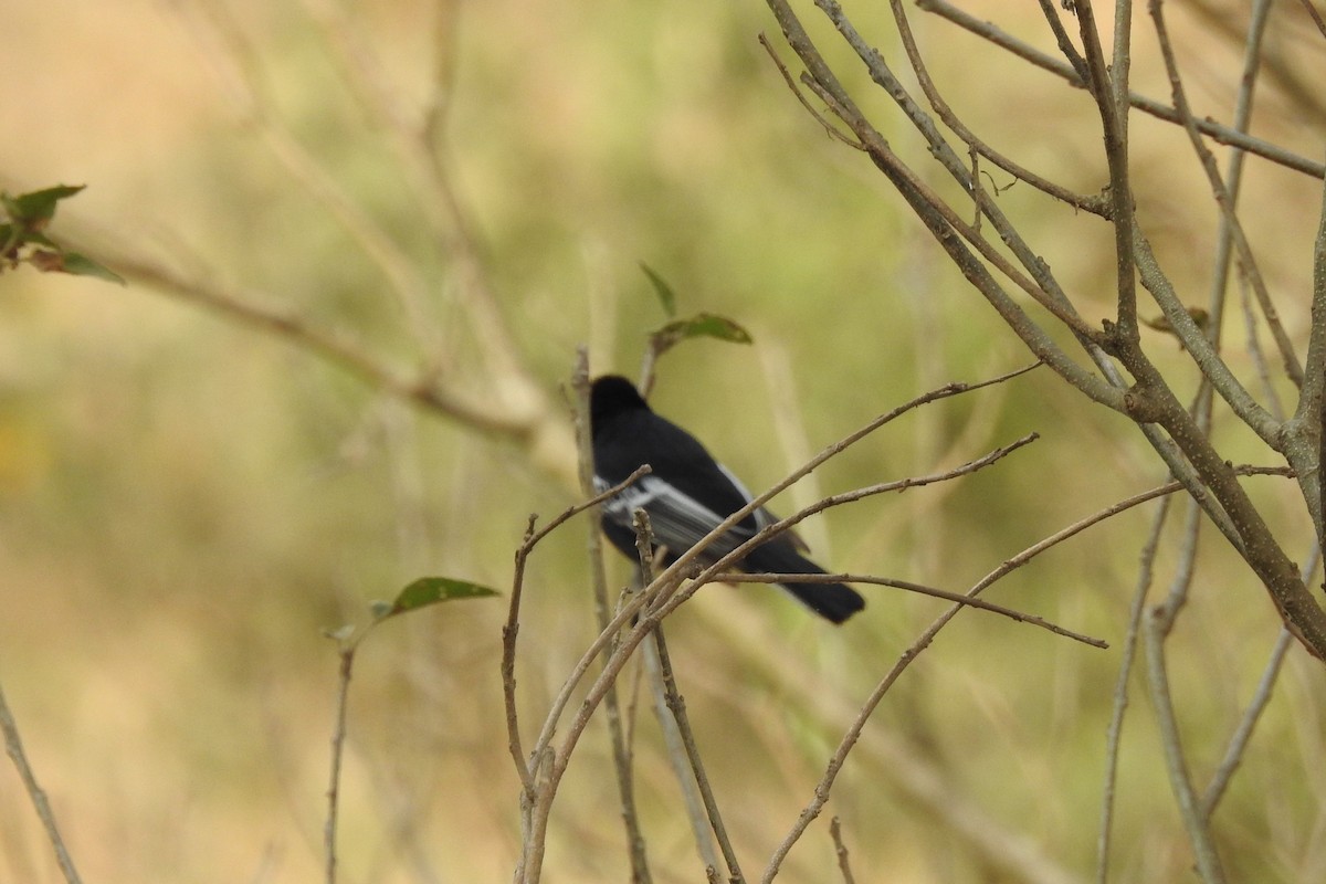 Southern Black-Tit - ML483246981