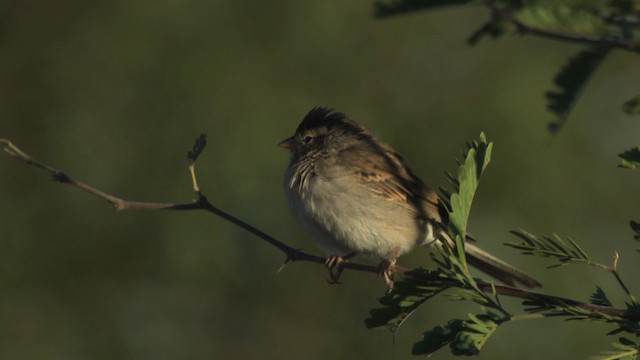 Brewer's Sparrow - ML483247