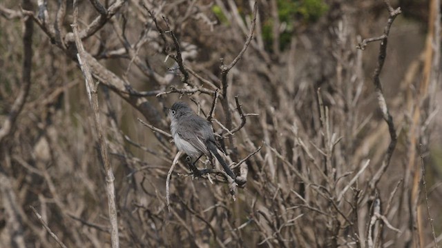 Gobemoucheron gris-bleu (groupe obscura) - ML483247161