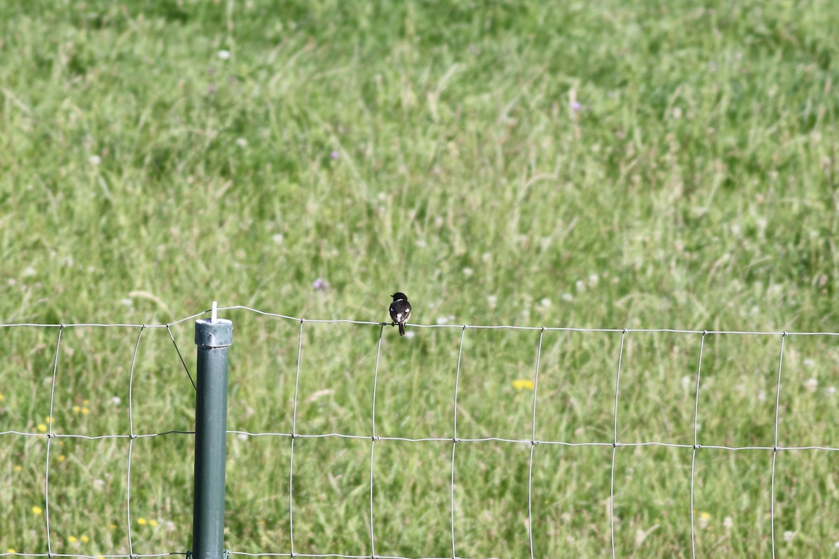 European Stonechat - ML483247181