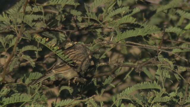 Brewer's Sparrow - ML483248